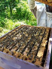  Burr comb on top bars revealed when box above it removed. White is drone brood that will be cleaned up and thrown out when colony is closed; photo by The BeeMD photo collection
